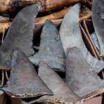 Shark fins, shown in the picture, are frequently trafficked despite CITES regulations.